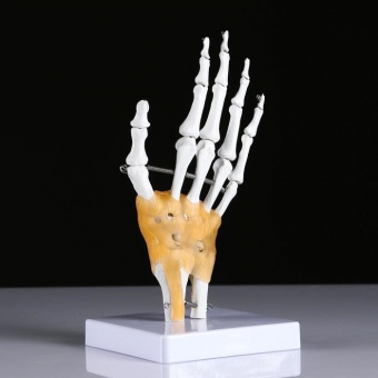 Анатомическая модель Кистевой сустав человека