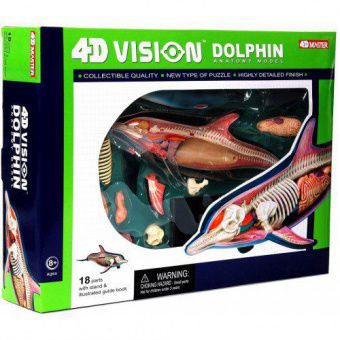 Анатомическая модель 4D Master Дельфин