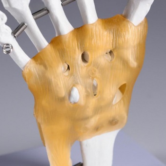 Анатомическая модель Кистевой сустав человека