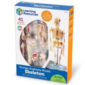 Анатомическая модель Learning Resources Скелет человека