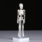 Анатомическая модель Скелет человека 22 см