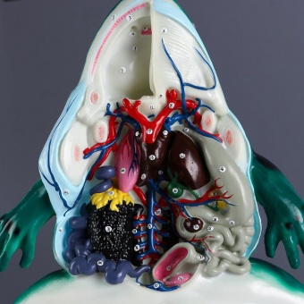 Анатомическая модель Лягушка в разрезе