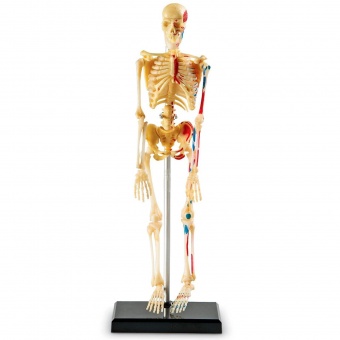 Анатомическая модель Learning Resources Скелет человека