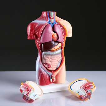 Анатомическая модель Торс человека 42 см